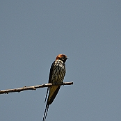 "Lesser Striped Swallow" Mlilwane Wildlife Sanctuary, Swaziland